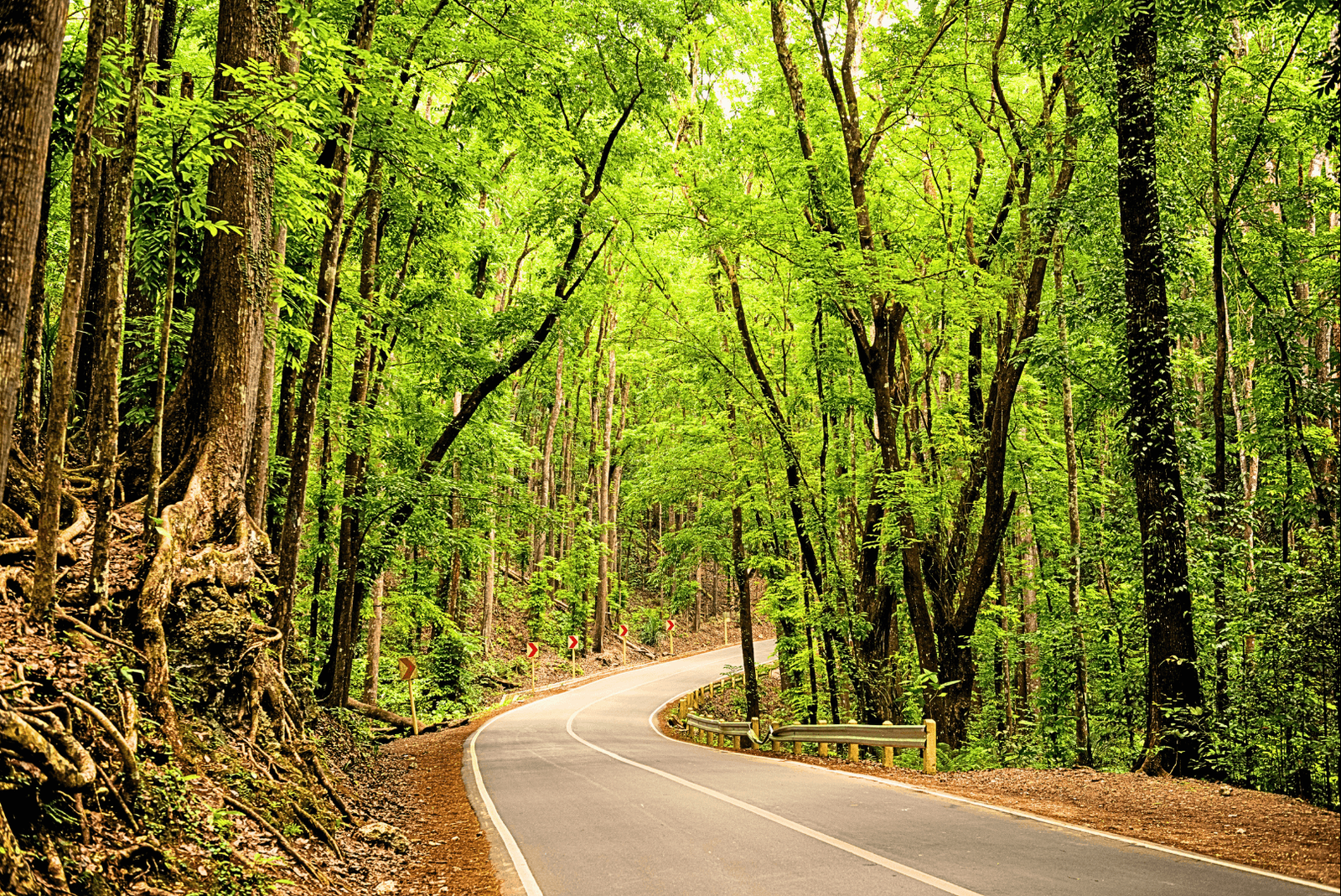 Man-made Forest, Bilar